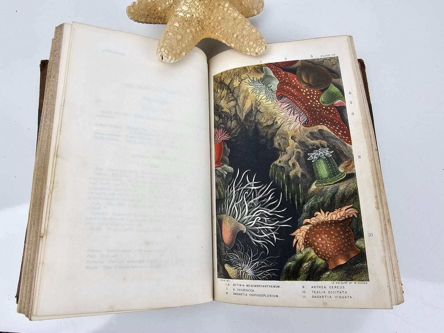 first edition, Actinologia Britannica British Sea Anemones & Corals