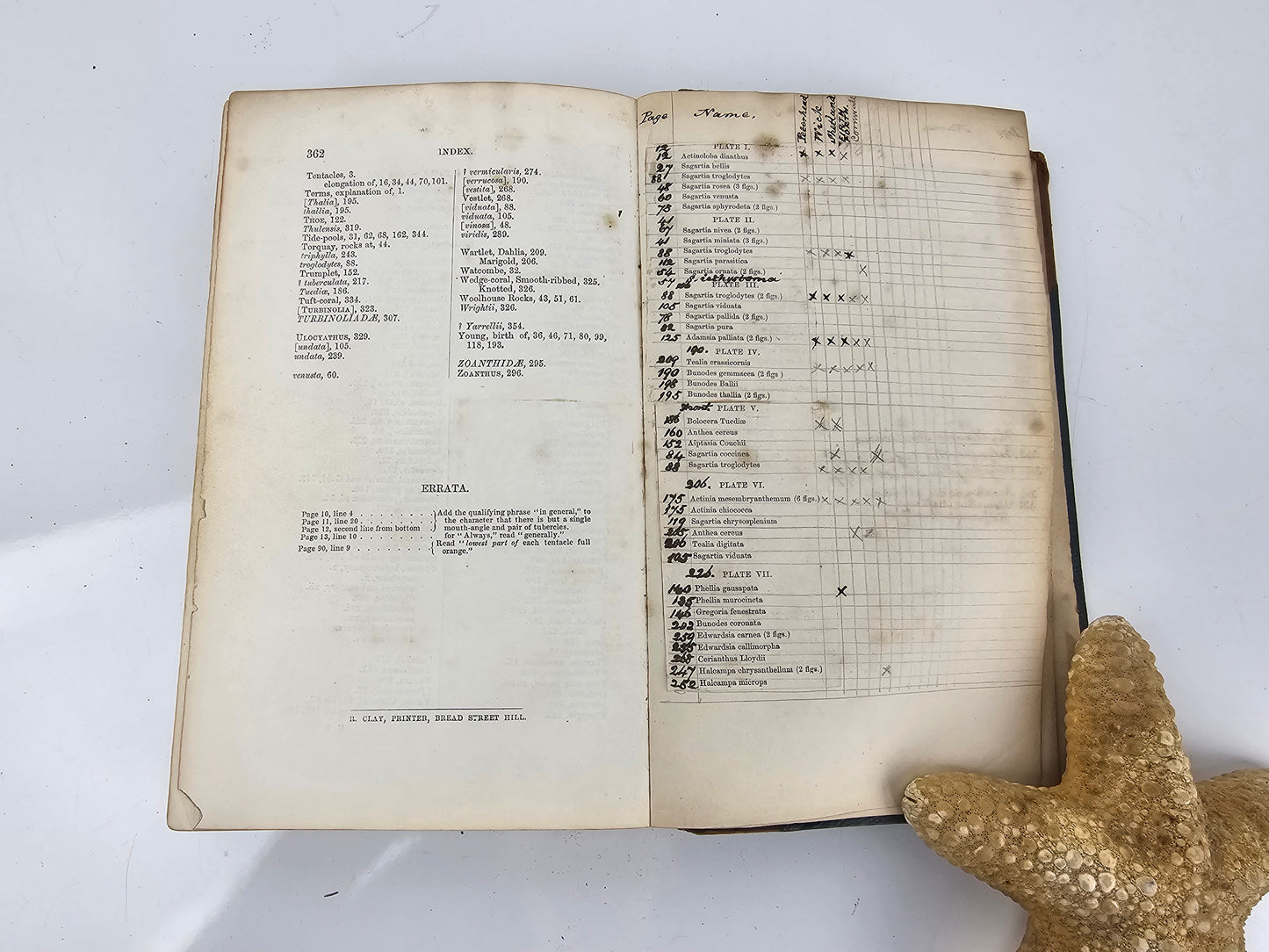 British Sea Anemones - Antique book