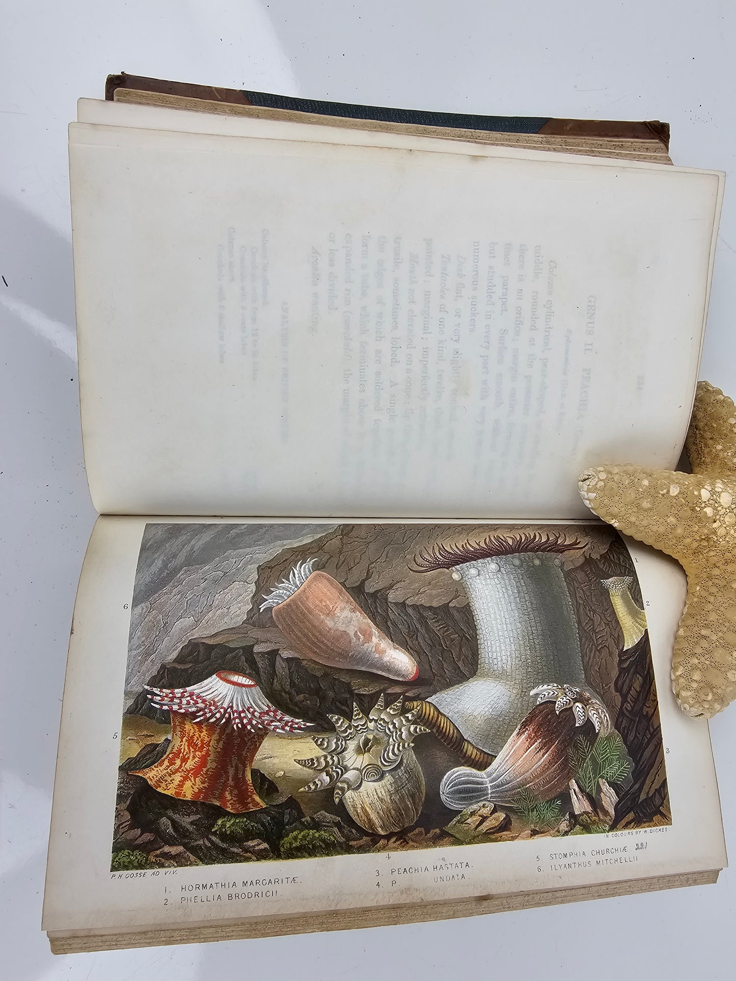 British Sea Anemones - Antique book