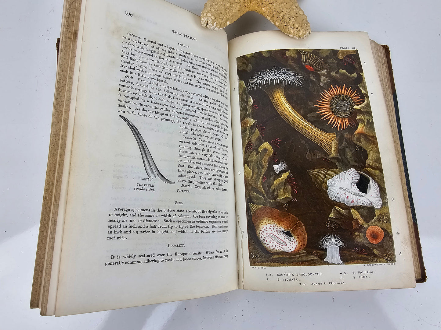 British Sea Anemones - Antique book