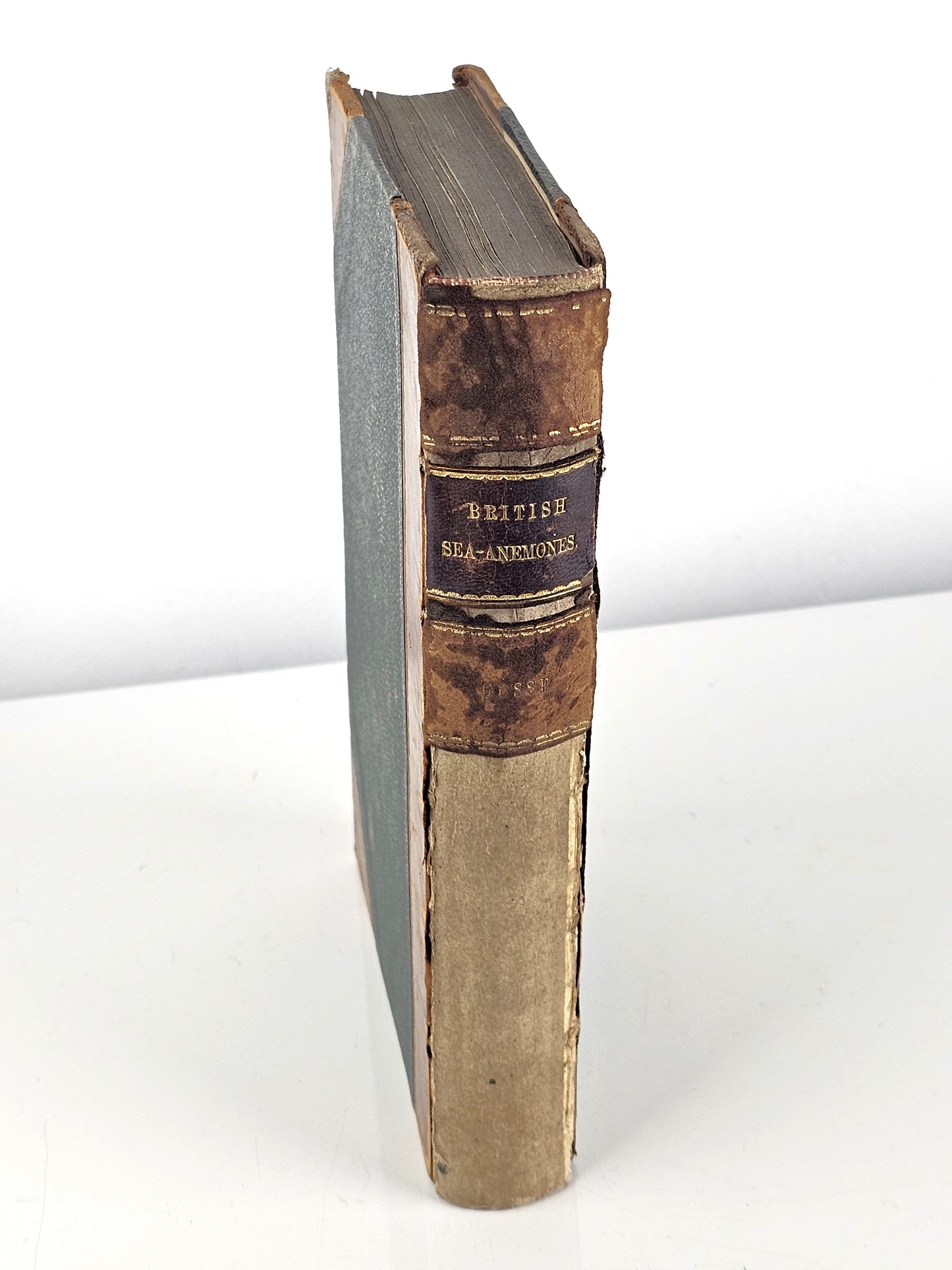 British Sea Anemones - Antique book
