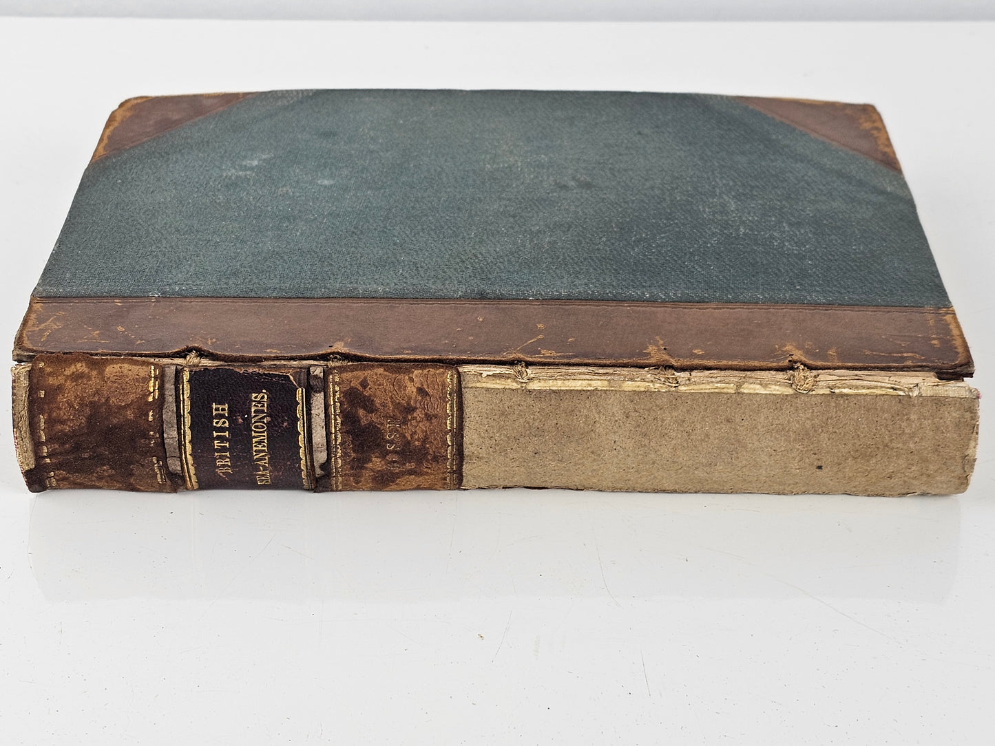 British Sea Anemones - Antique book