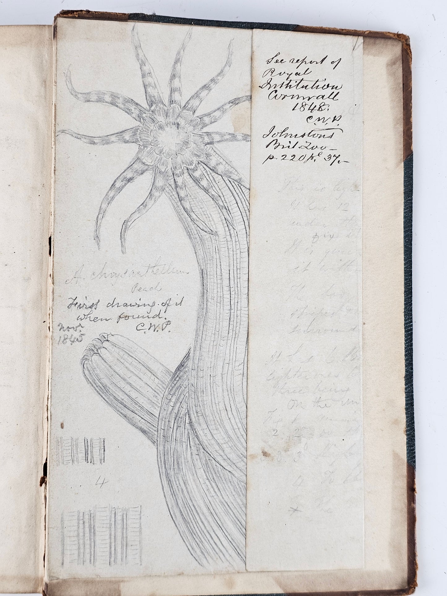 British Sea Anemones - Antique book