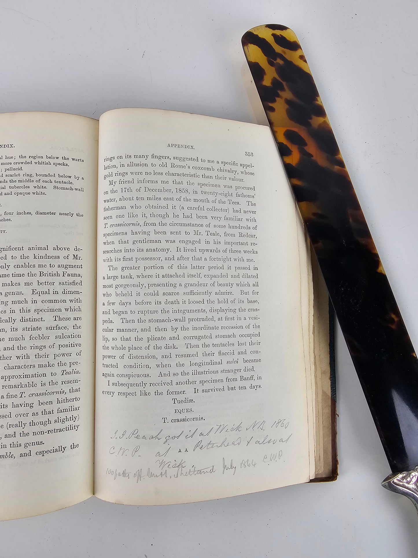 British Sea Anemones - Antique book