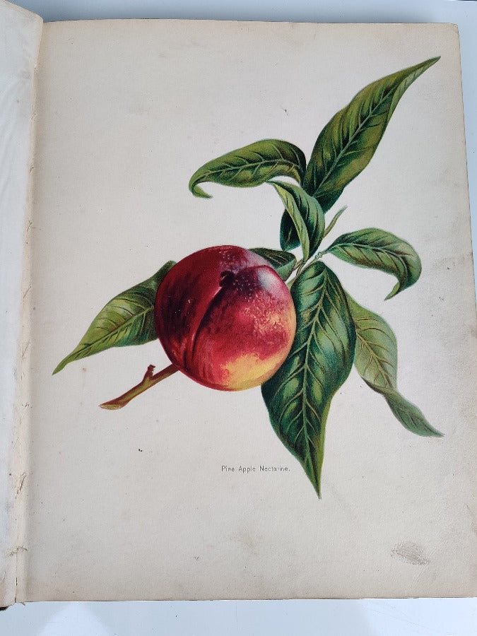 Fruit Growers Guide - J Wright