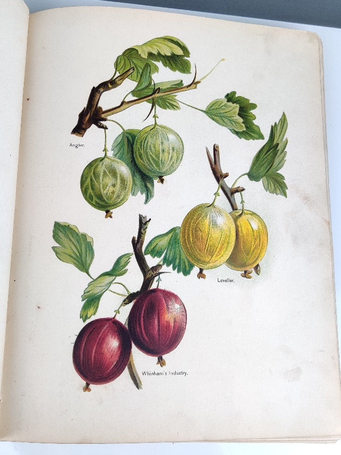 Fruit Growers Guide - J Wright