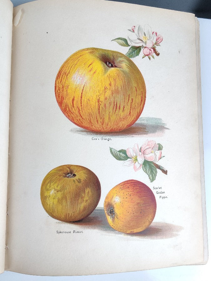 Plate from Fruit Growers Guide