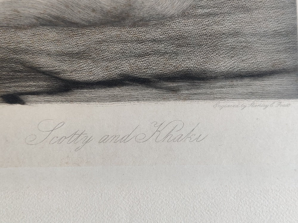 Cairn & West Highland Terrier - Engraving