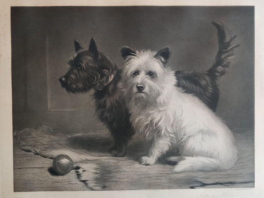 Margaret Collyer Highland Terriers