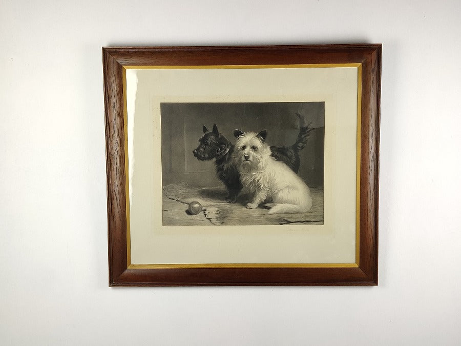 Cairn and west highland terriers