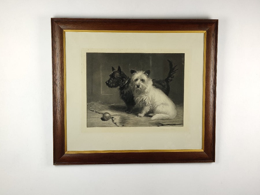 west highland terriers