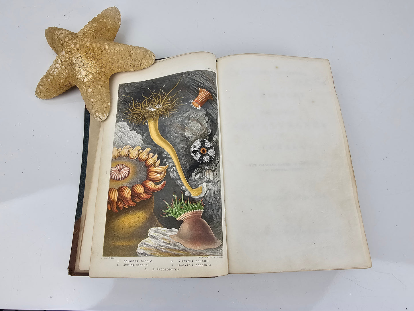 British Sea Anemones - Antique book