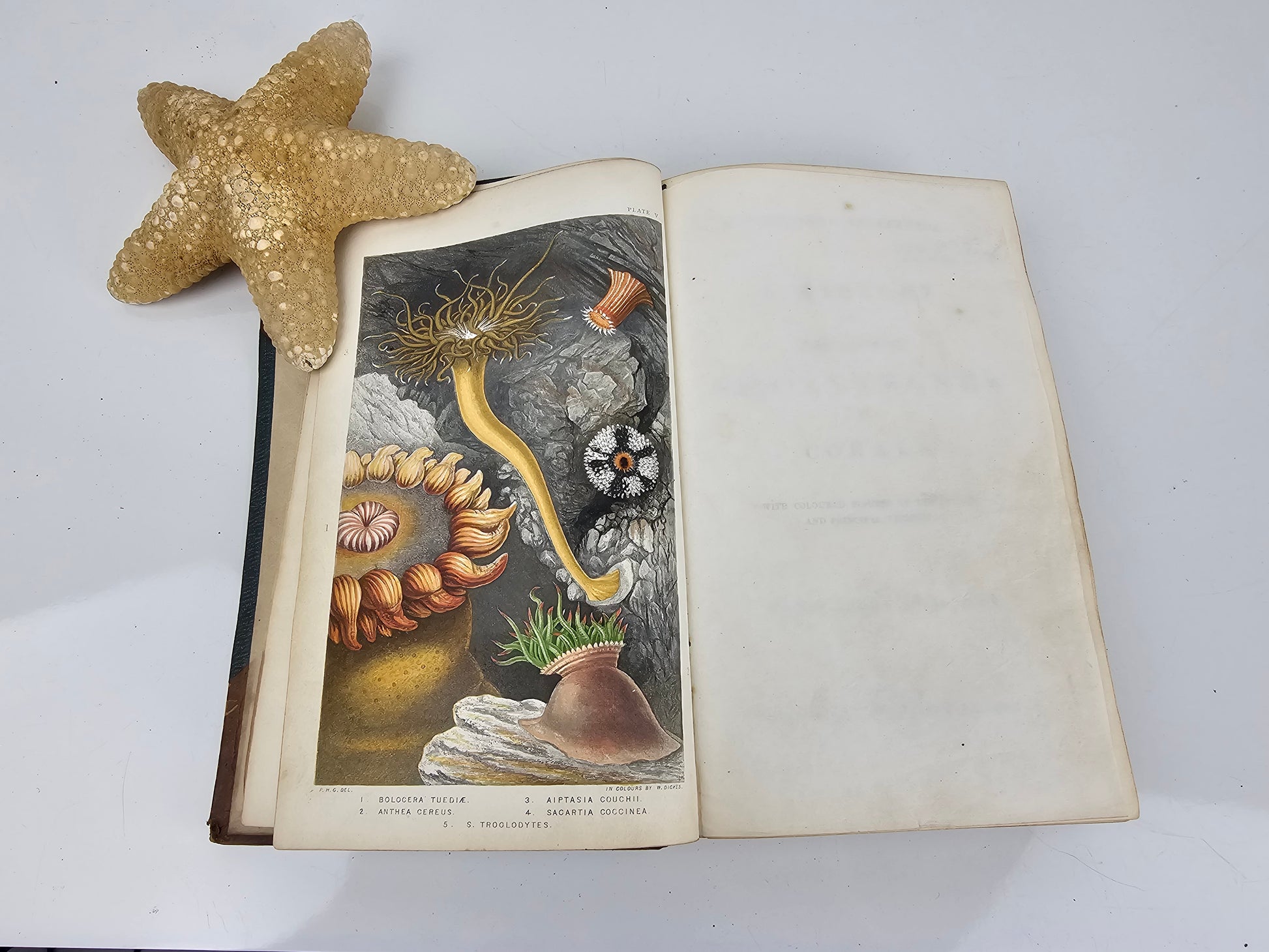 British Sea Anemones - Antique book