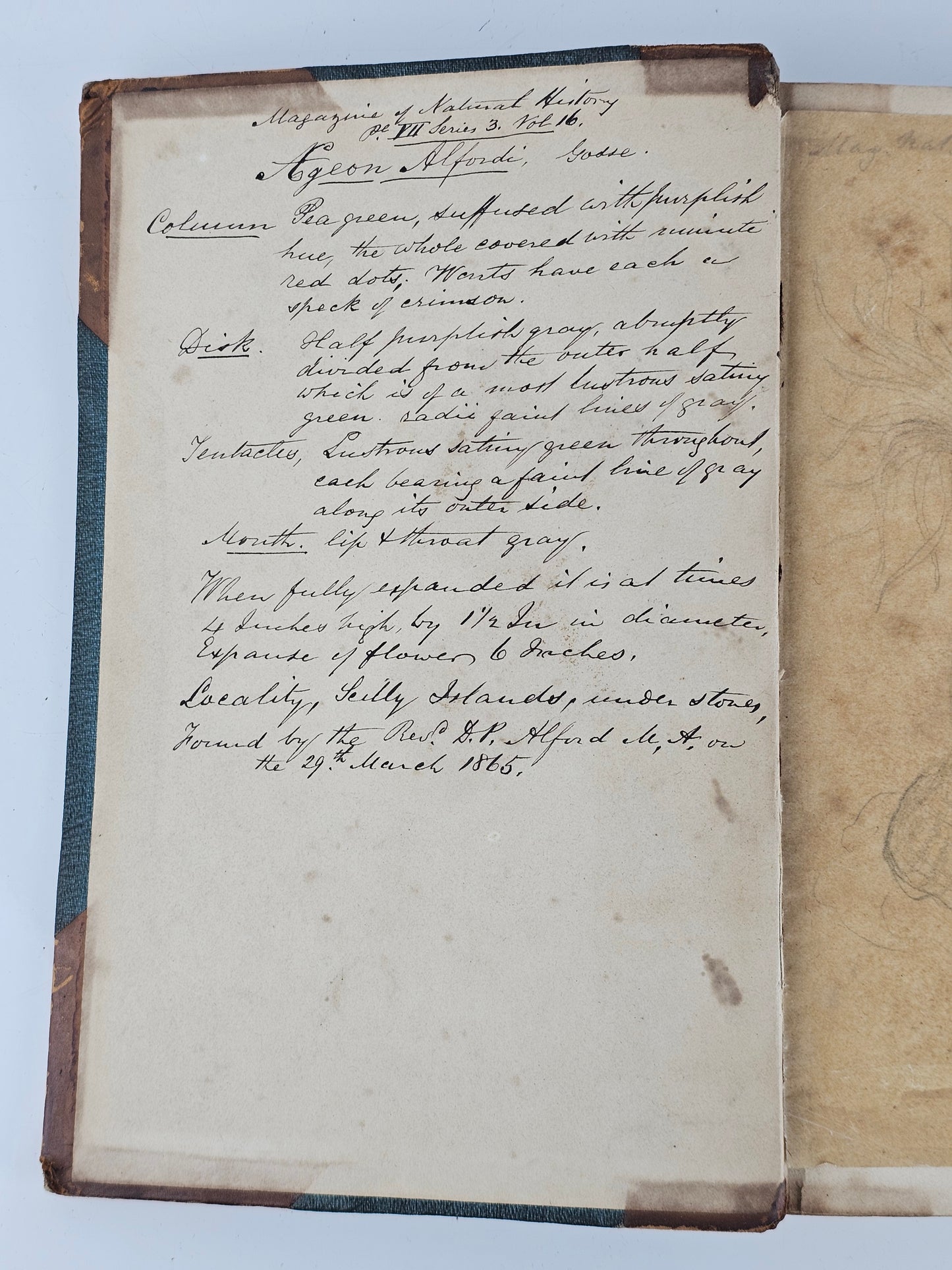 British Sea Anemones - Antique book