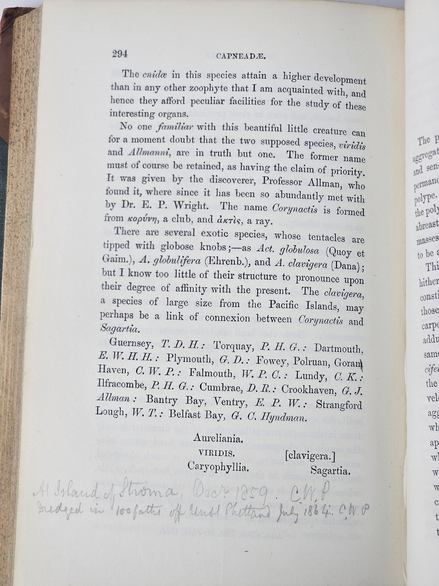 British Sea Anemones - Antique book
