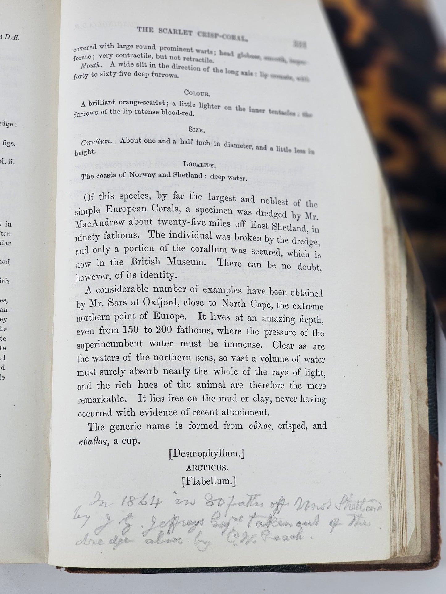 British Sea Anemones - Antique book