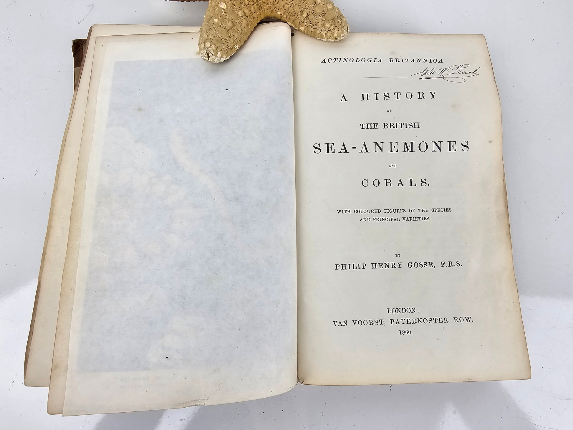Open book titled 'A History of the British Sea-Anemones and Corals' by Philip Henry Gosse.