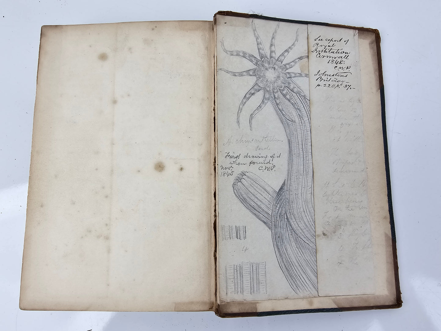  J W Peach’s discovery and drawing Halcampa Chrysanthellum 