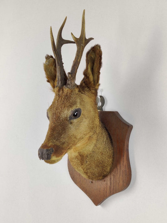Vintage Taxidermy Mounted Roe Deer