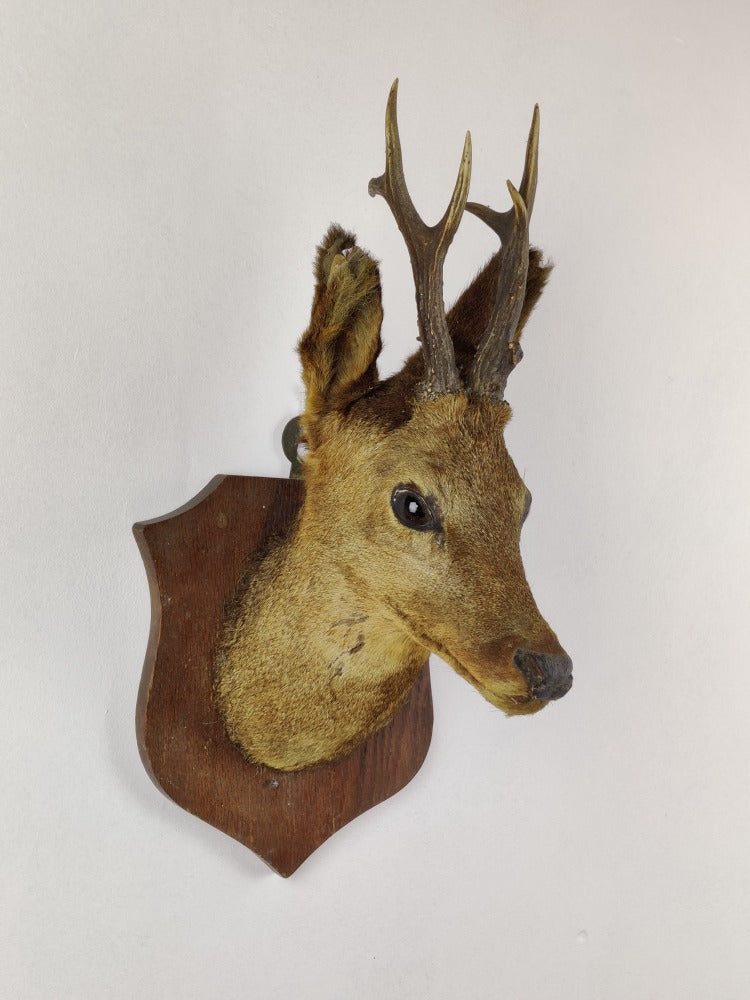 Vintage Taxidermy Mounted Roe Deer