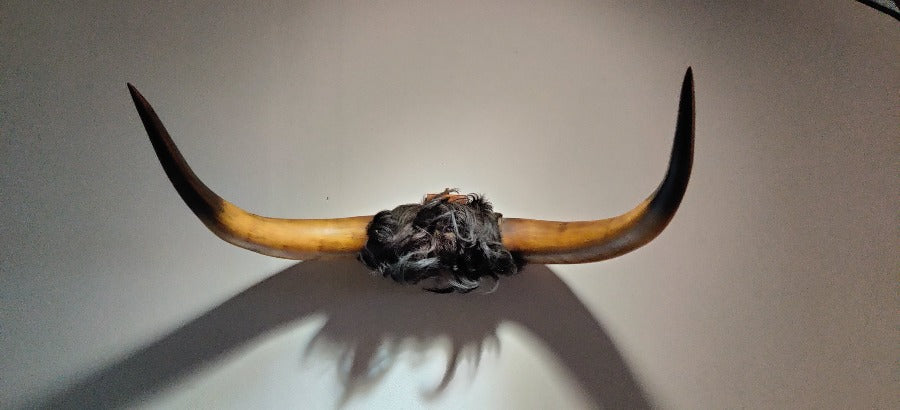 highland cow horns