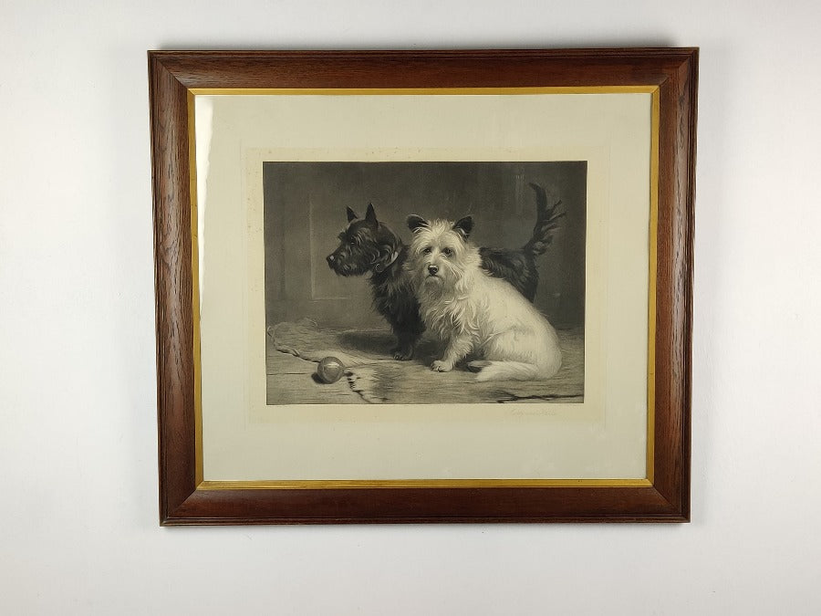 highland terrier picture